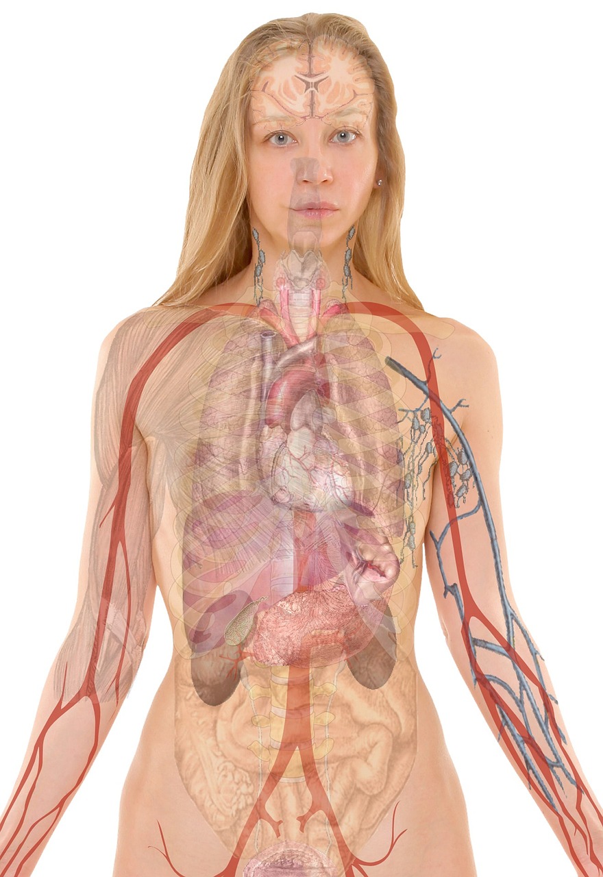 Human Body - BWRT L3