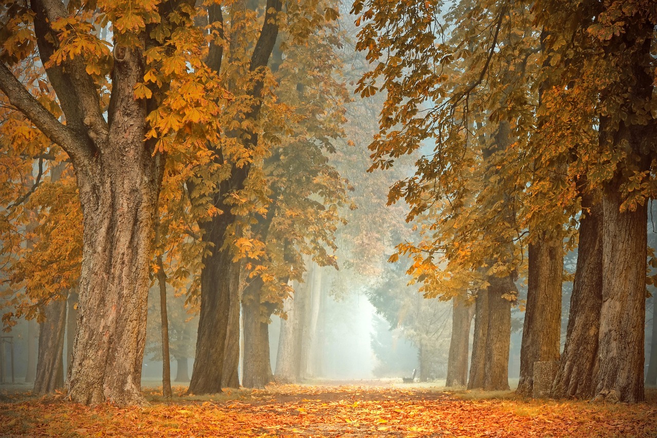 Autumn Path